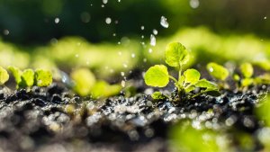 Dutch Clean Tech transparante vergoeding